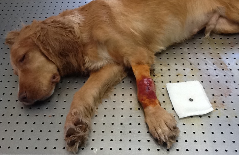 hilfe für leben Tierschicksale