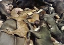 Petition gegen das T&ouml;ten von Pitbulls